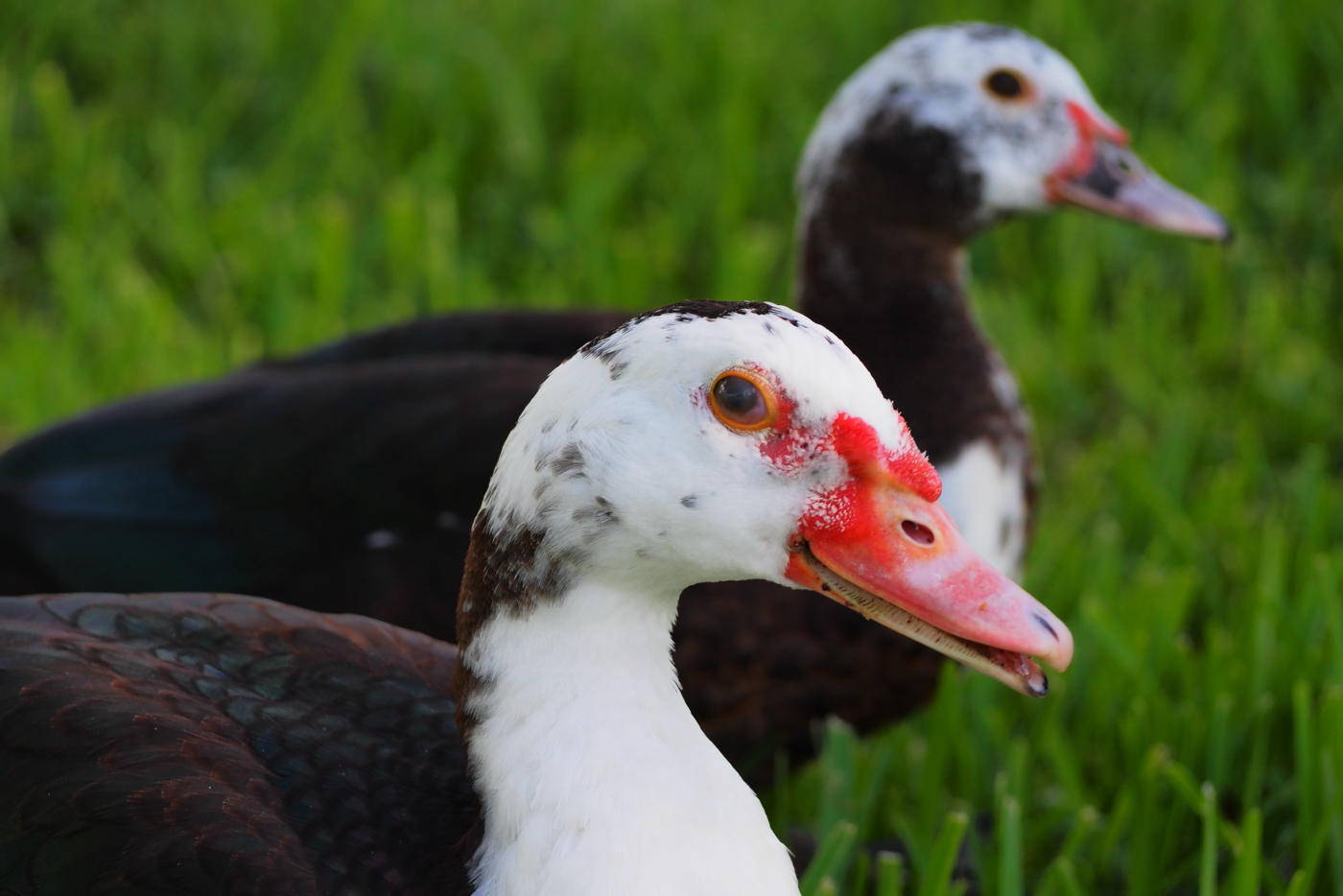muscovy smiling