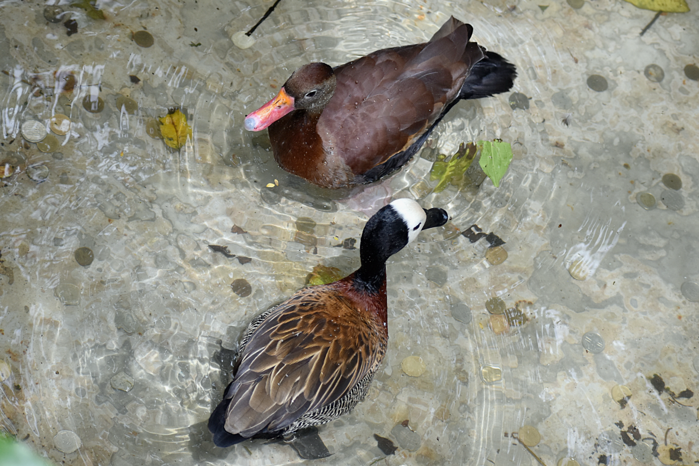 muscovy in water