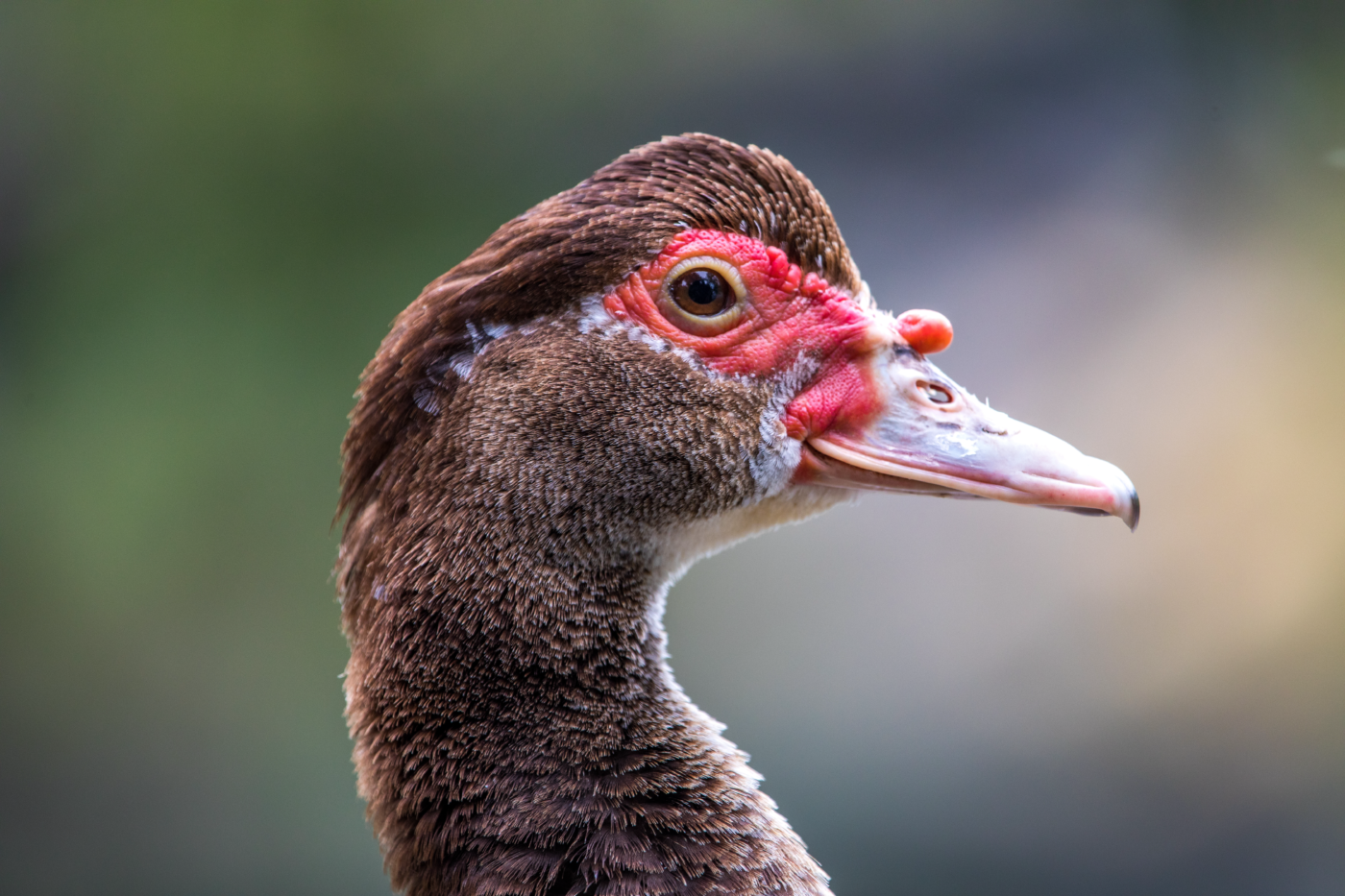female muscovu duck