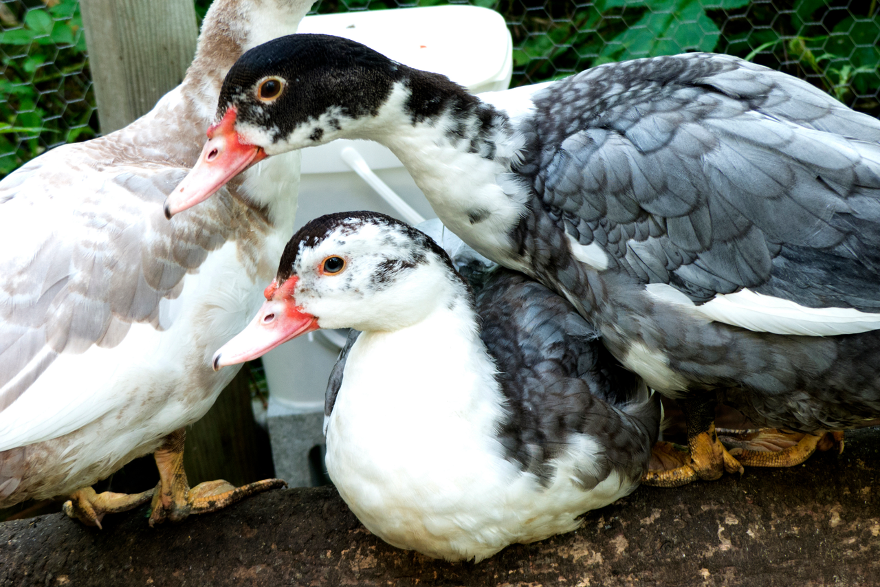 muscovy as pets