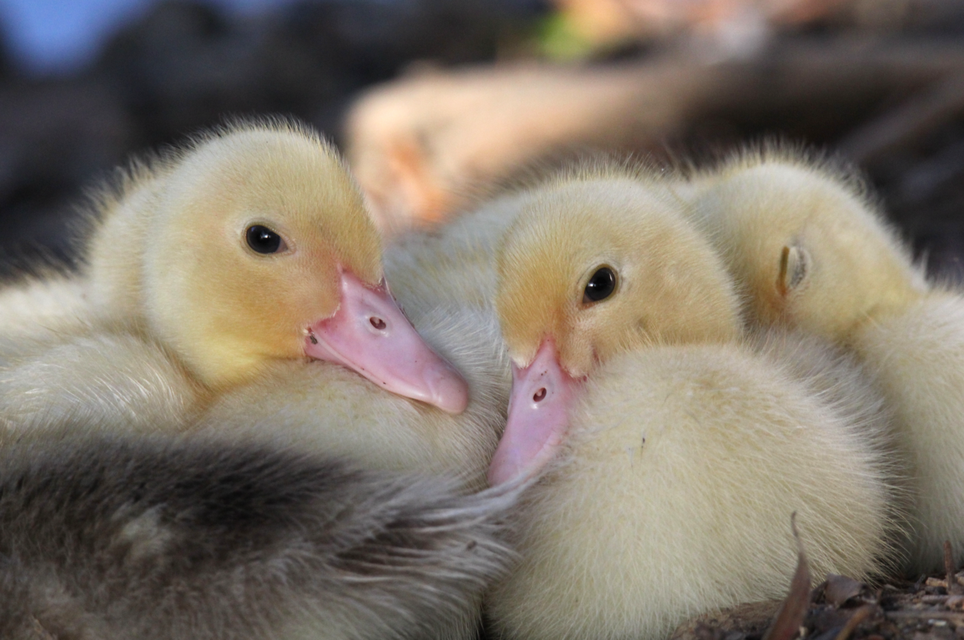 muscovy ducklings