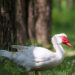 male muscovy duck