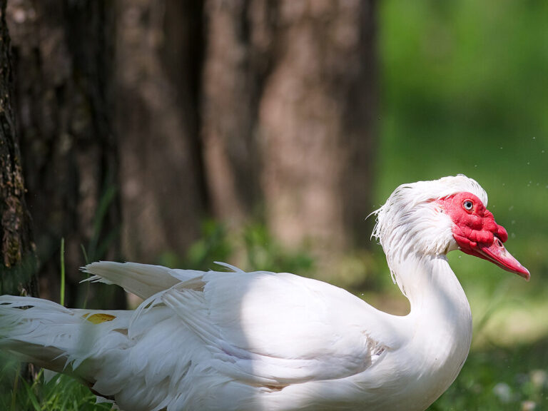 male muscovy duck