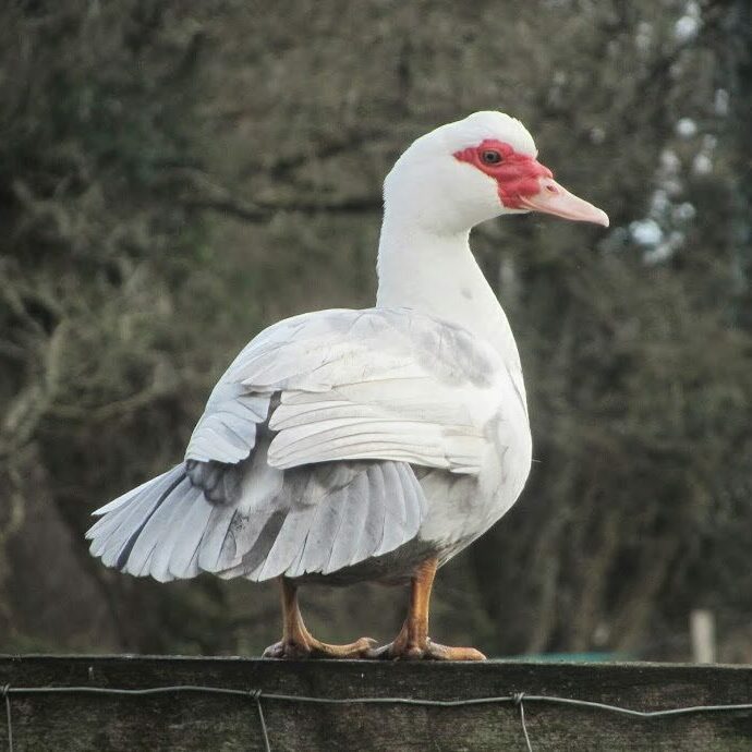 female muscovy duck