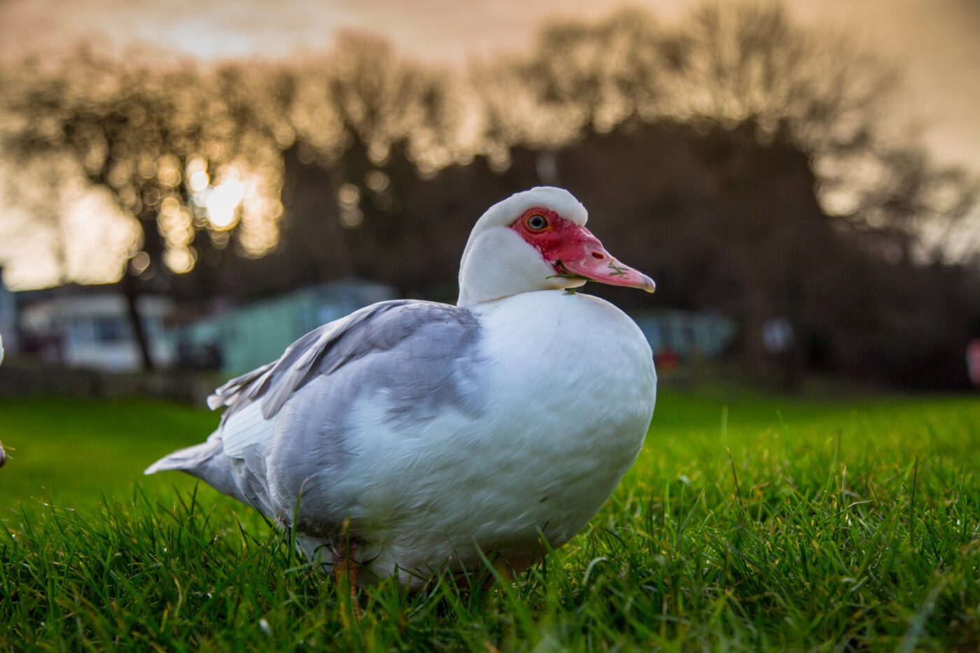 male muscovy duck