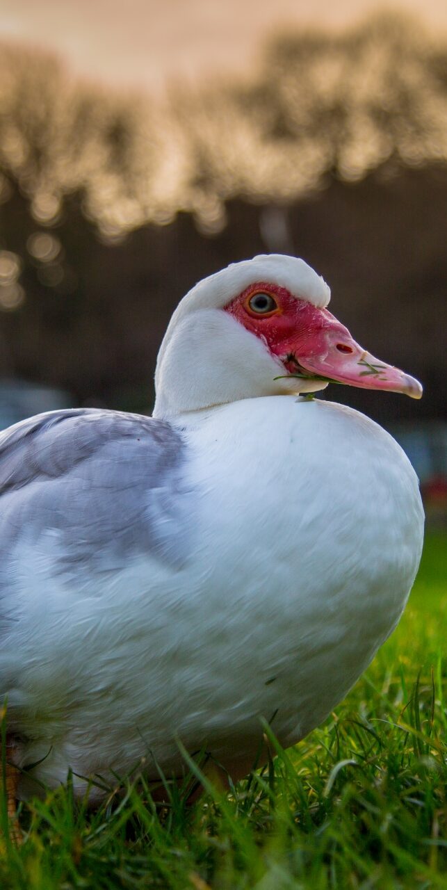 male muscovy duck