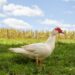muscovy drake