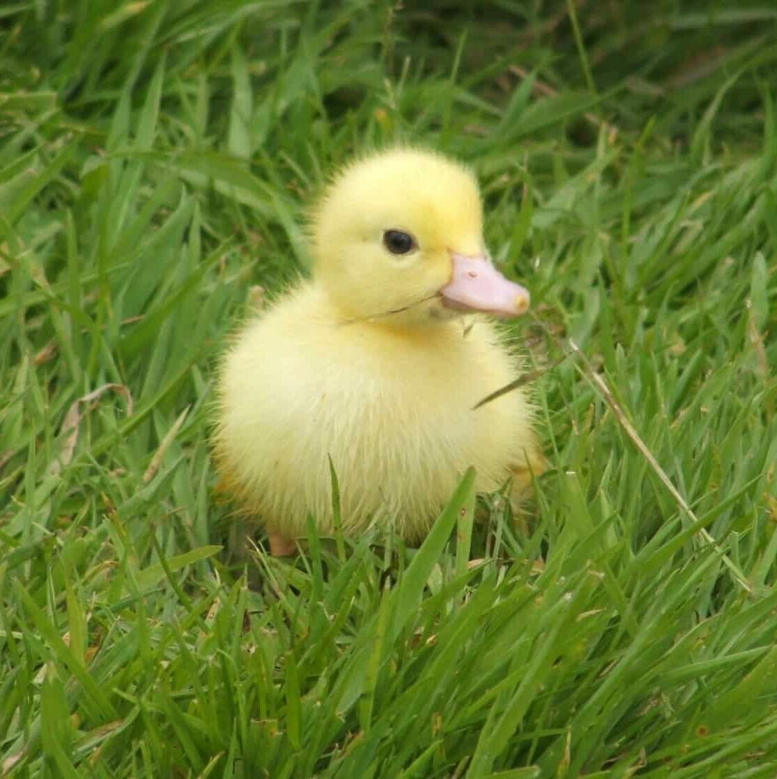 muscovy ducklings