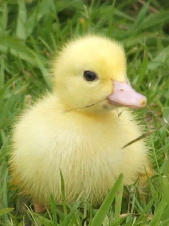 muscovy ducklings