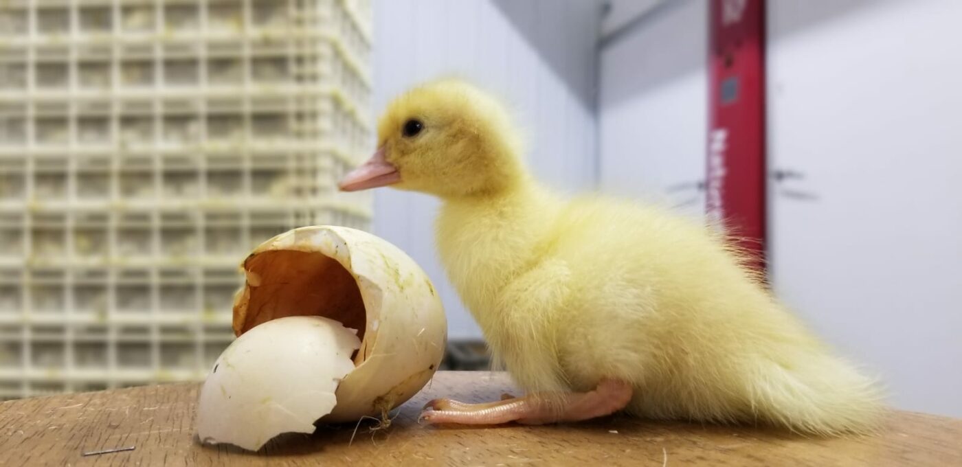 duck hatchery