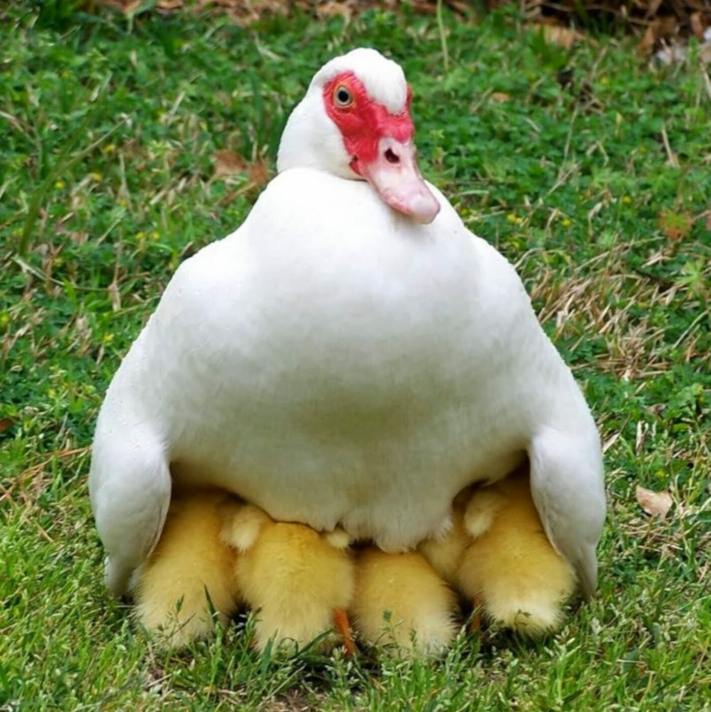 muscovy ducks & ducklings