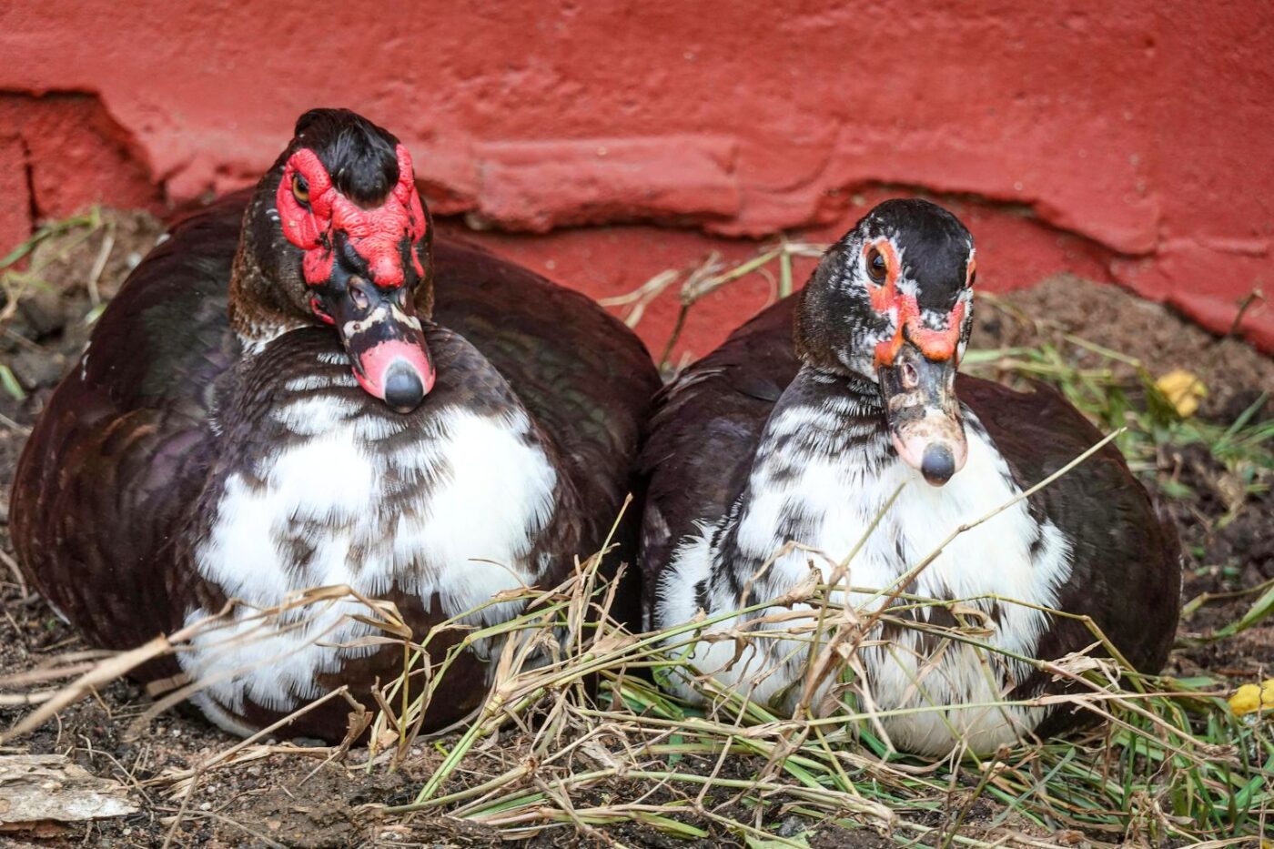 two black and white muscovy ducks for sale in alabama