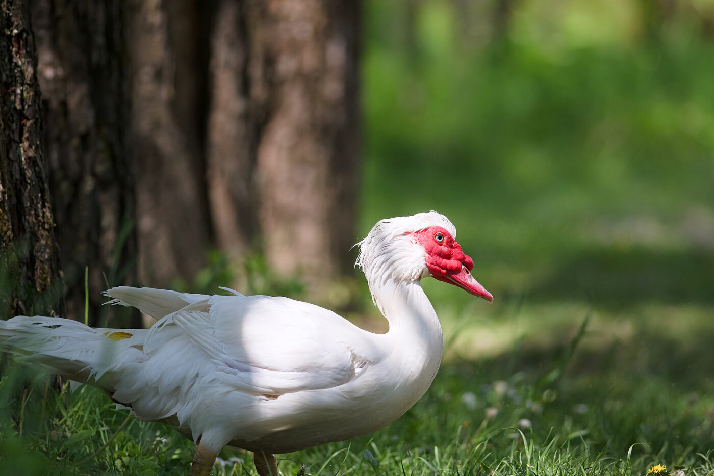 a white muscovy duck in some grass by a tree in alabama