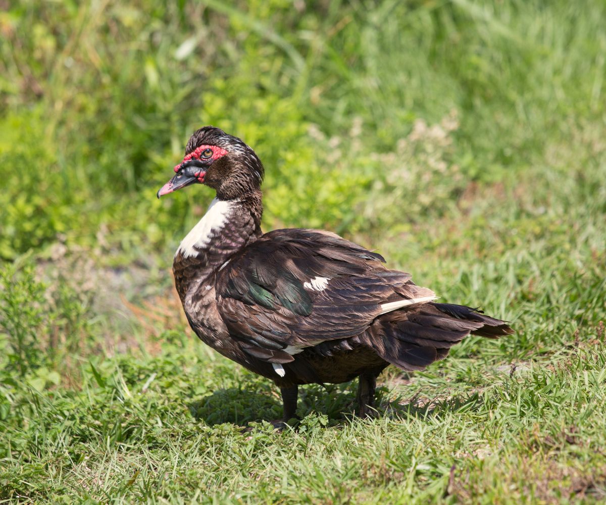 a lone black muscovy duck walking in the grass in alabama