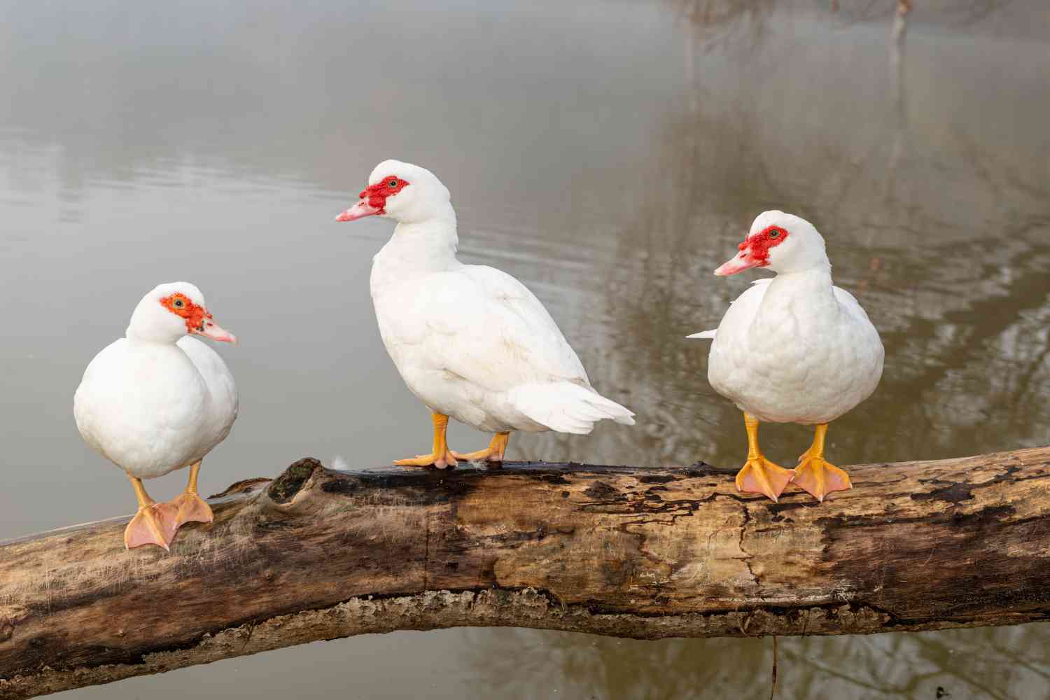 three white muscovy ducks on a tree log