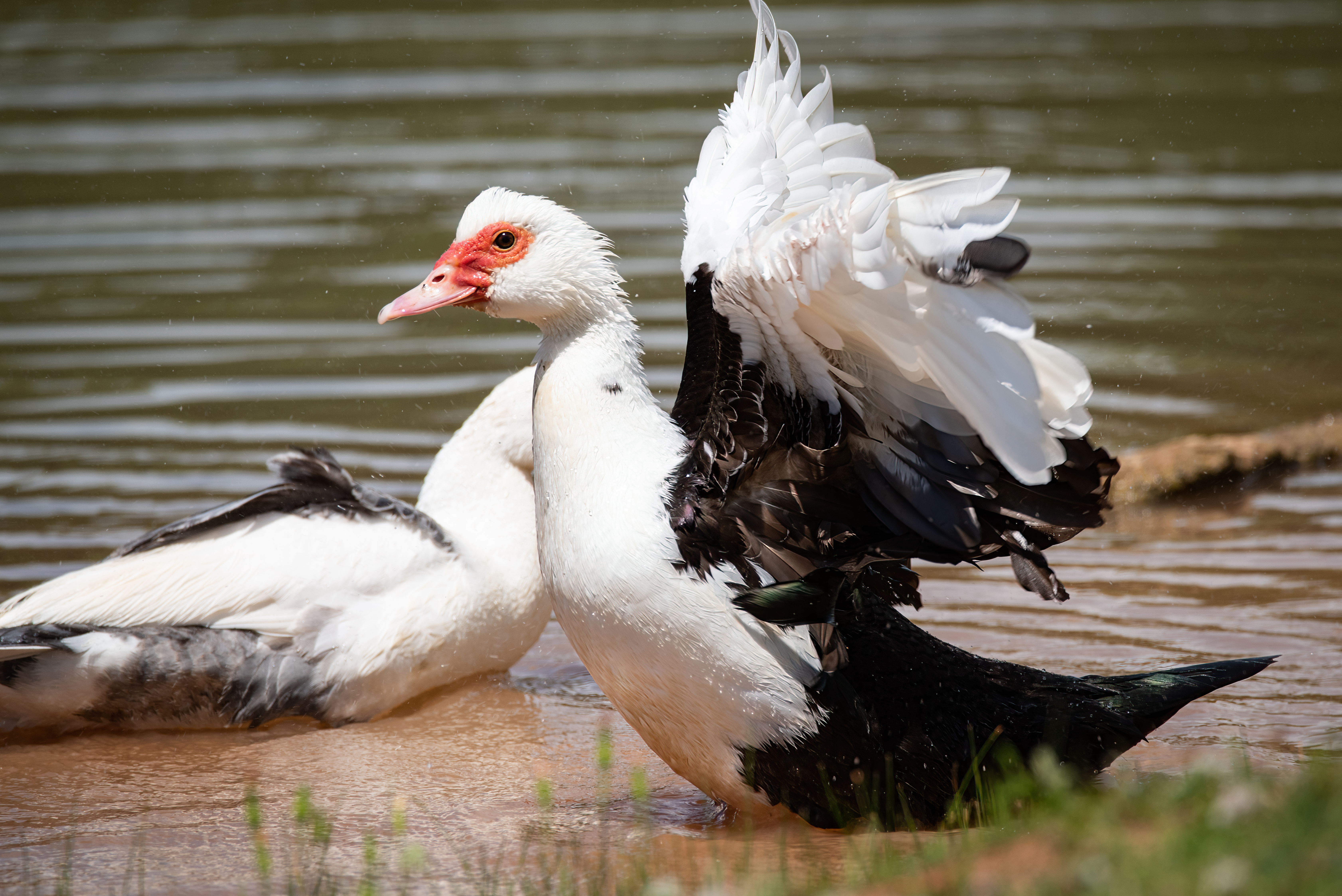 a muscovy duck flapping it's wings in alabama