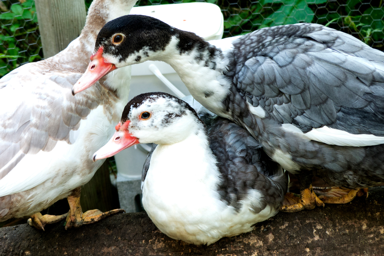 white and grey muscovy ducks for sale in alabama