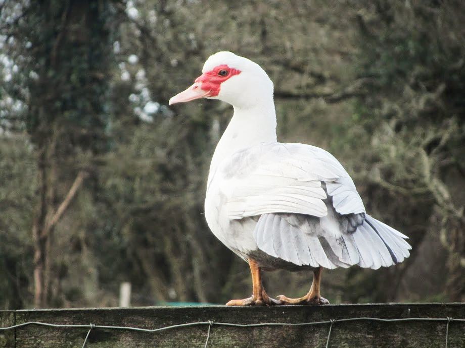 a muscovy duck standing on a wooden ledge in alabama