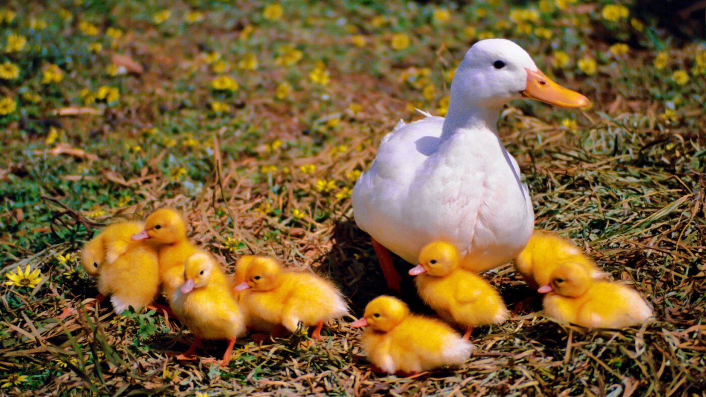 a pekin duck and ducklings on the grass in kansas