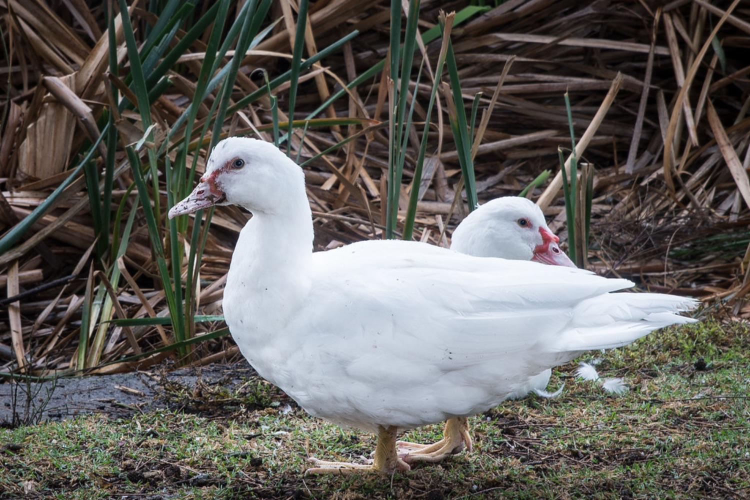 two muscovy ducks for sale in ks