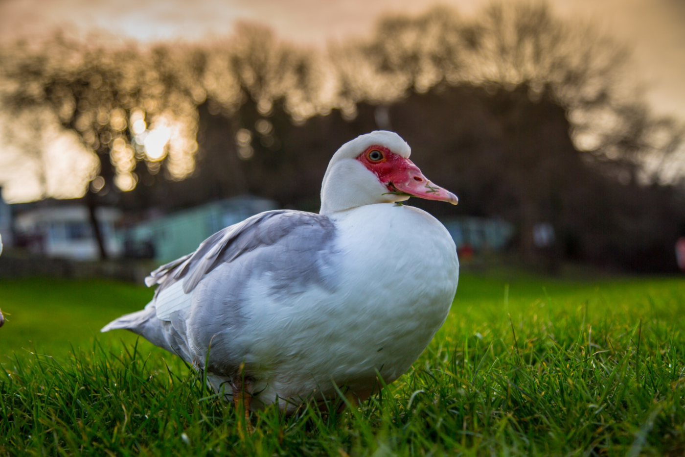 a white and grey muscovy duck with a red face in kansas