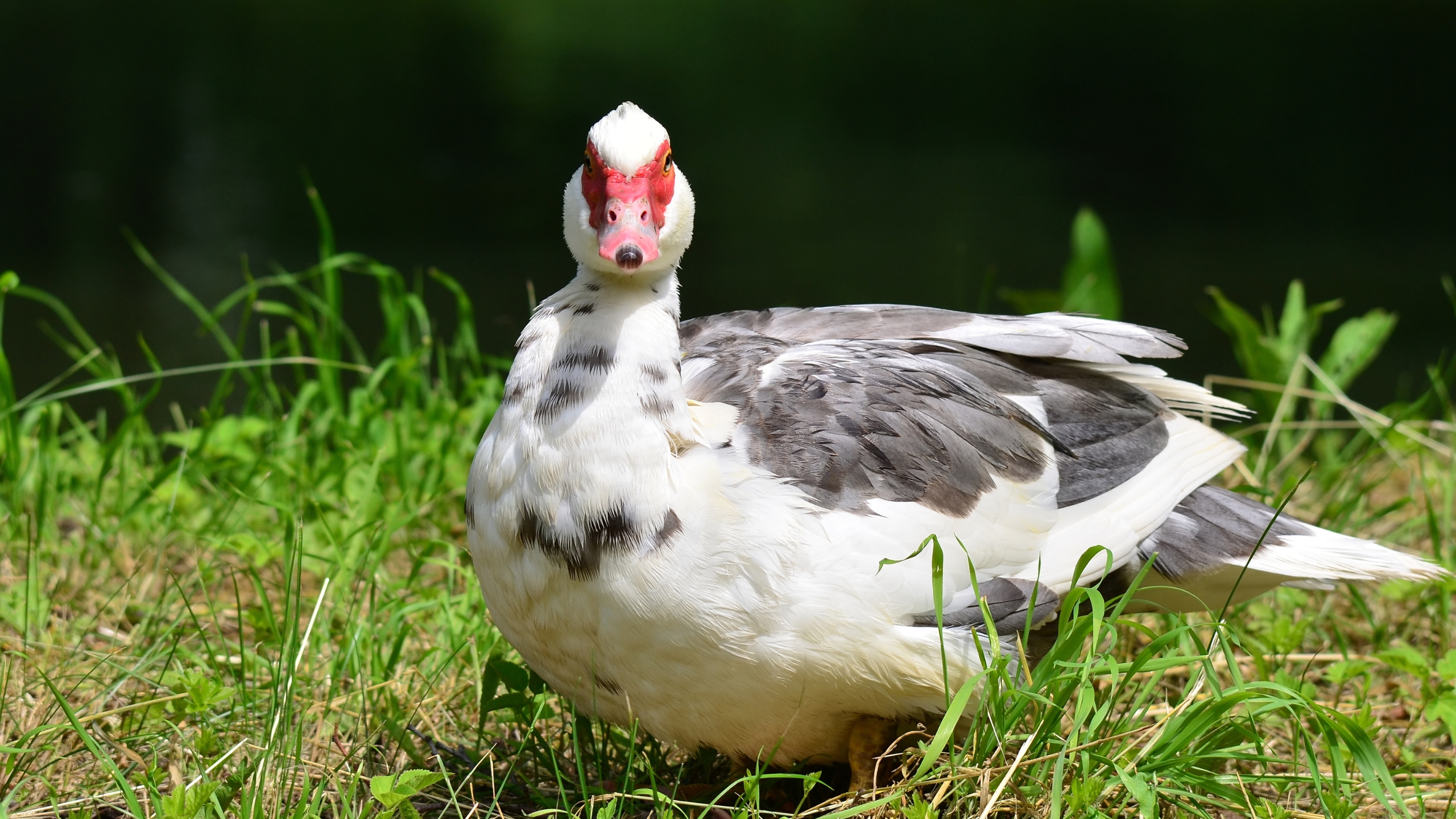 a white and grey muscovy duck on the grass in kansas