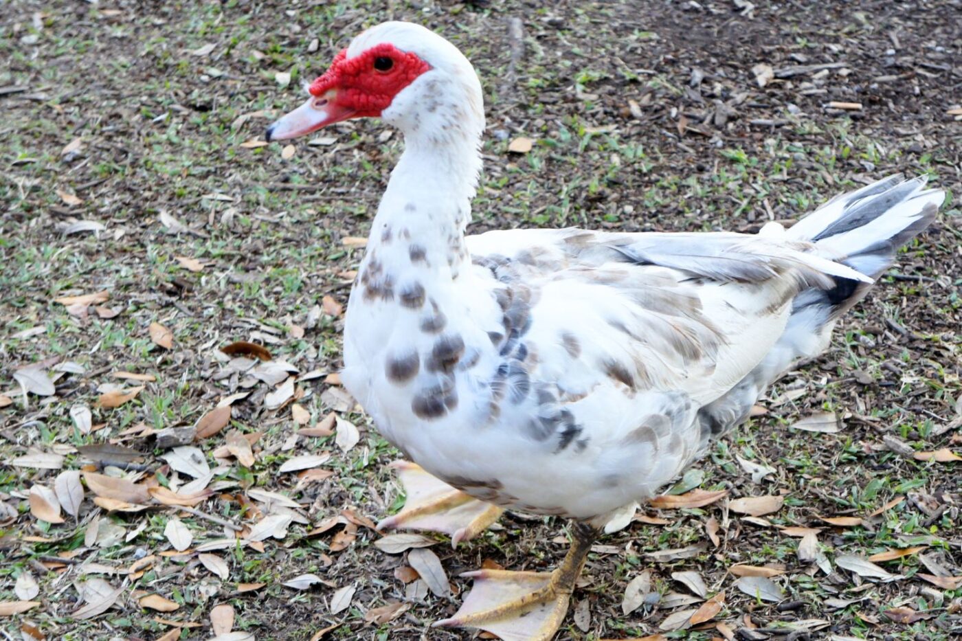 a white muscovy duck walking on the ground in kansas