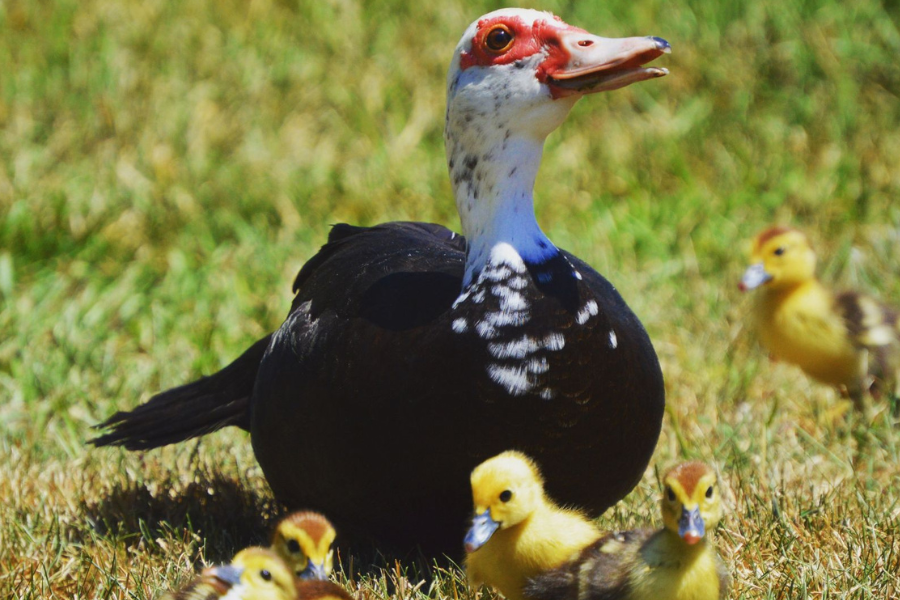 black muscovy ducks for sale in kansas