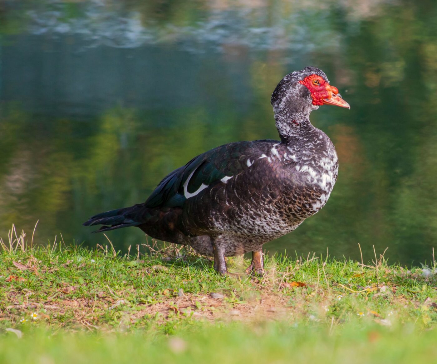 a black muscovy duck by a body of water in kansas