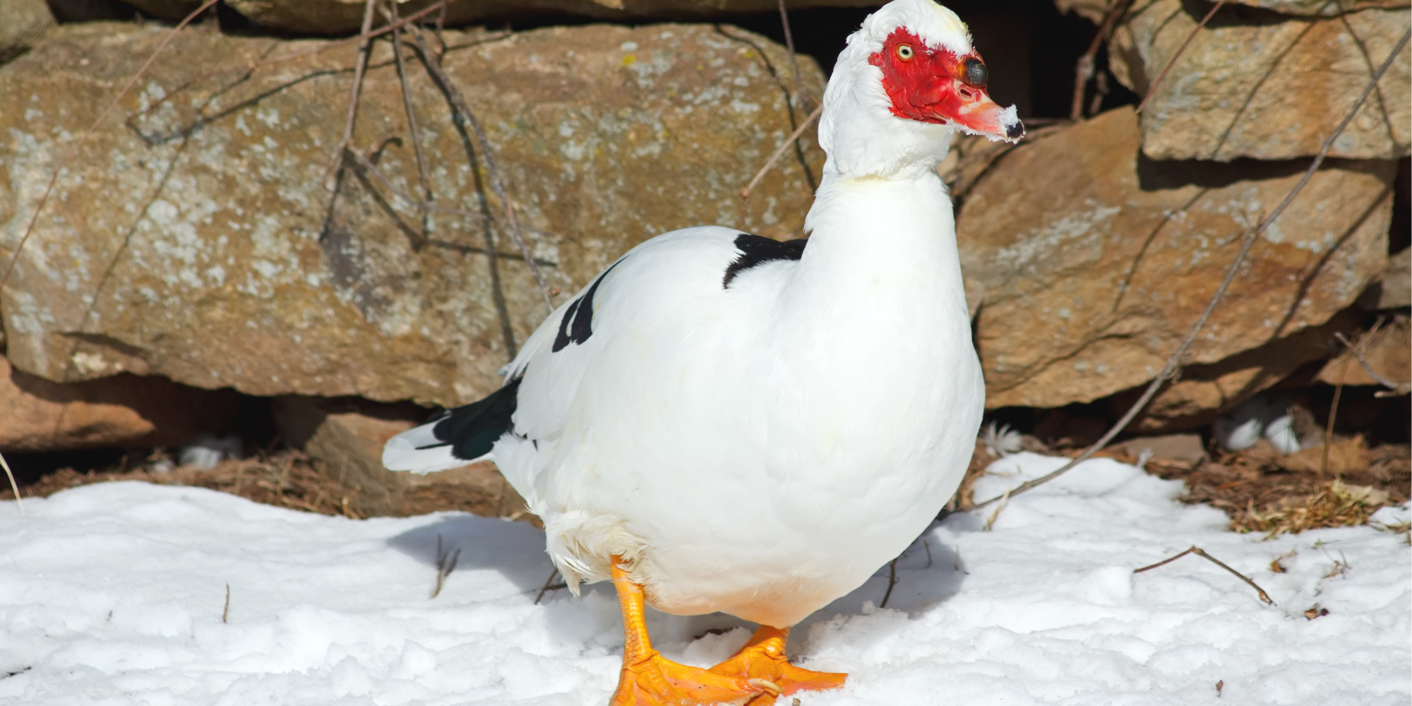 a white muscovy duck in the snow in kansas