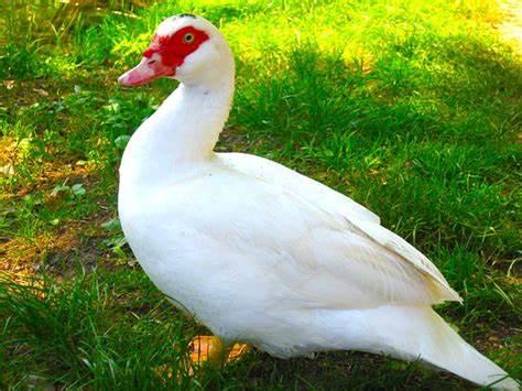 Muscovy duck for sale in PA