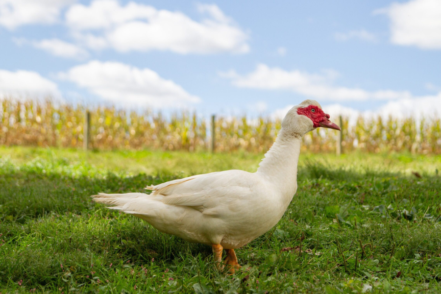 Muscovy ducks as meat