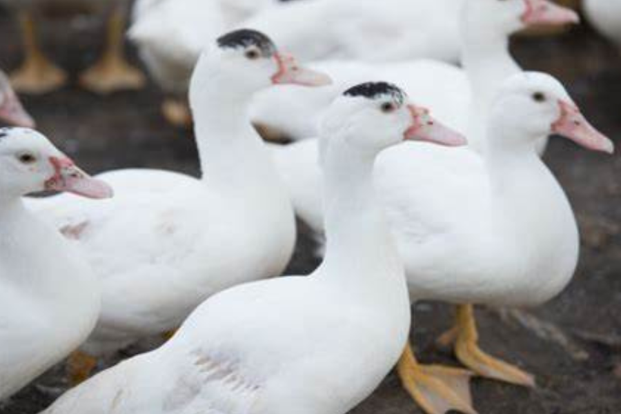 Muscovy ducks for sale in PA as pets