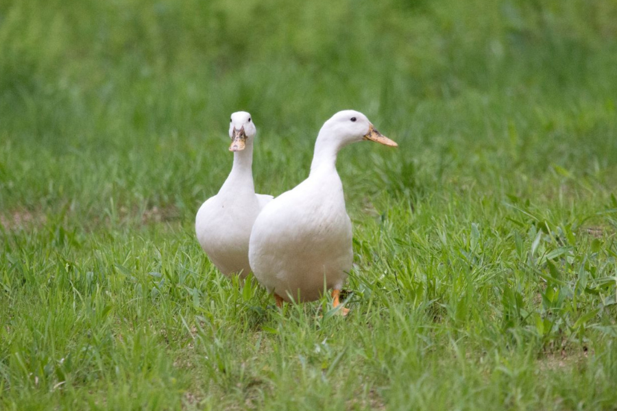 Pekin Ducks for sale in FL