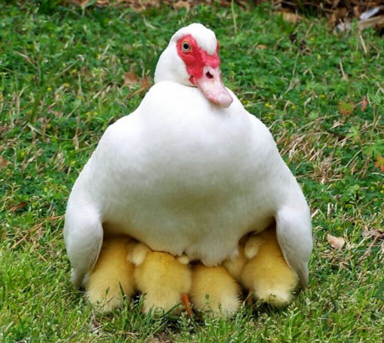 muscovy ducks & ducklings