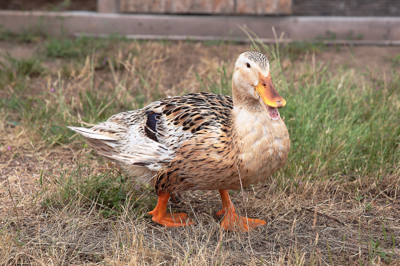 a silver appleyard duck walking on the grass in alabama