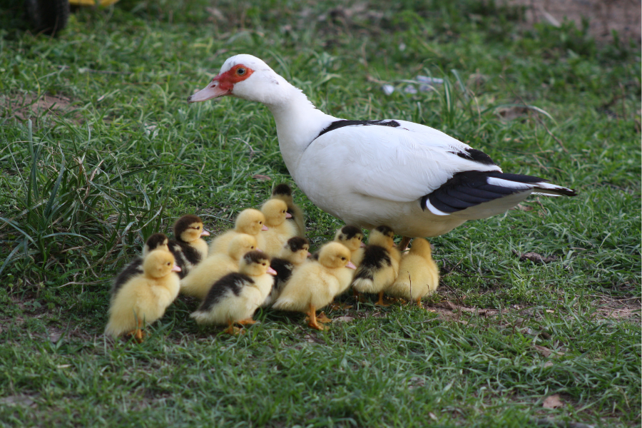 black and white muscovy ducks surrounded by ducklings