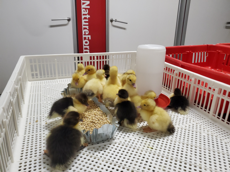 black and yellow muscovy ducklings for sale in New Jersey in white bin with feeder and waterer