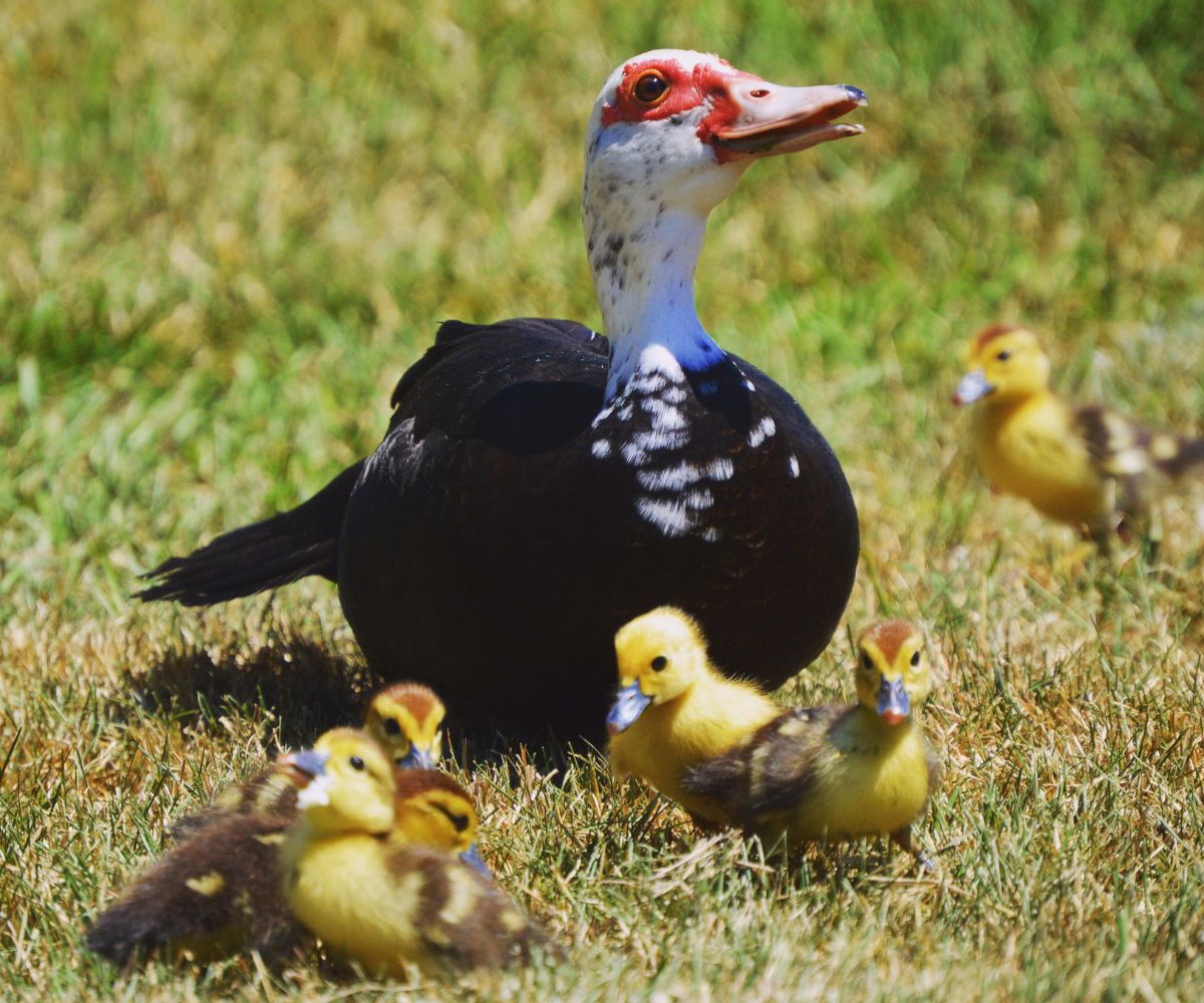 black female muscovy ducks (1)