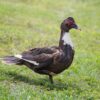 black female muscovy ducks