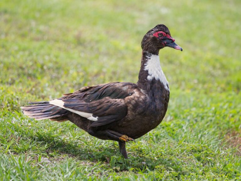 black female muscovy ducks