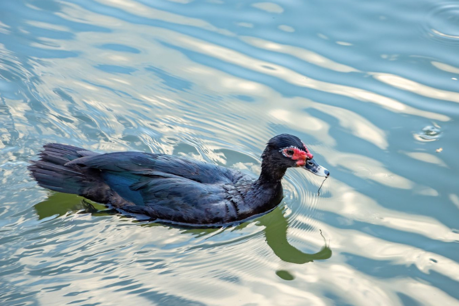 black muscovy duck for sale in FL swimming in water