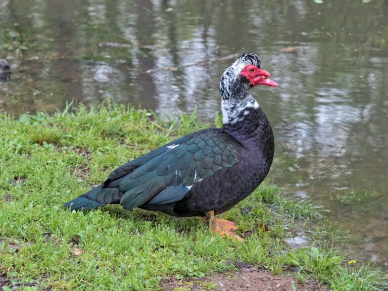 black muscovy ducks (4)