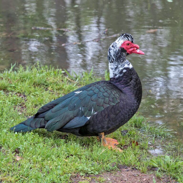 black muscovy ducks (4)