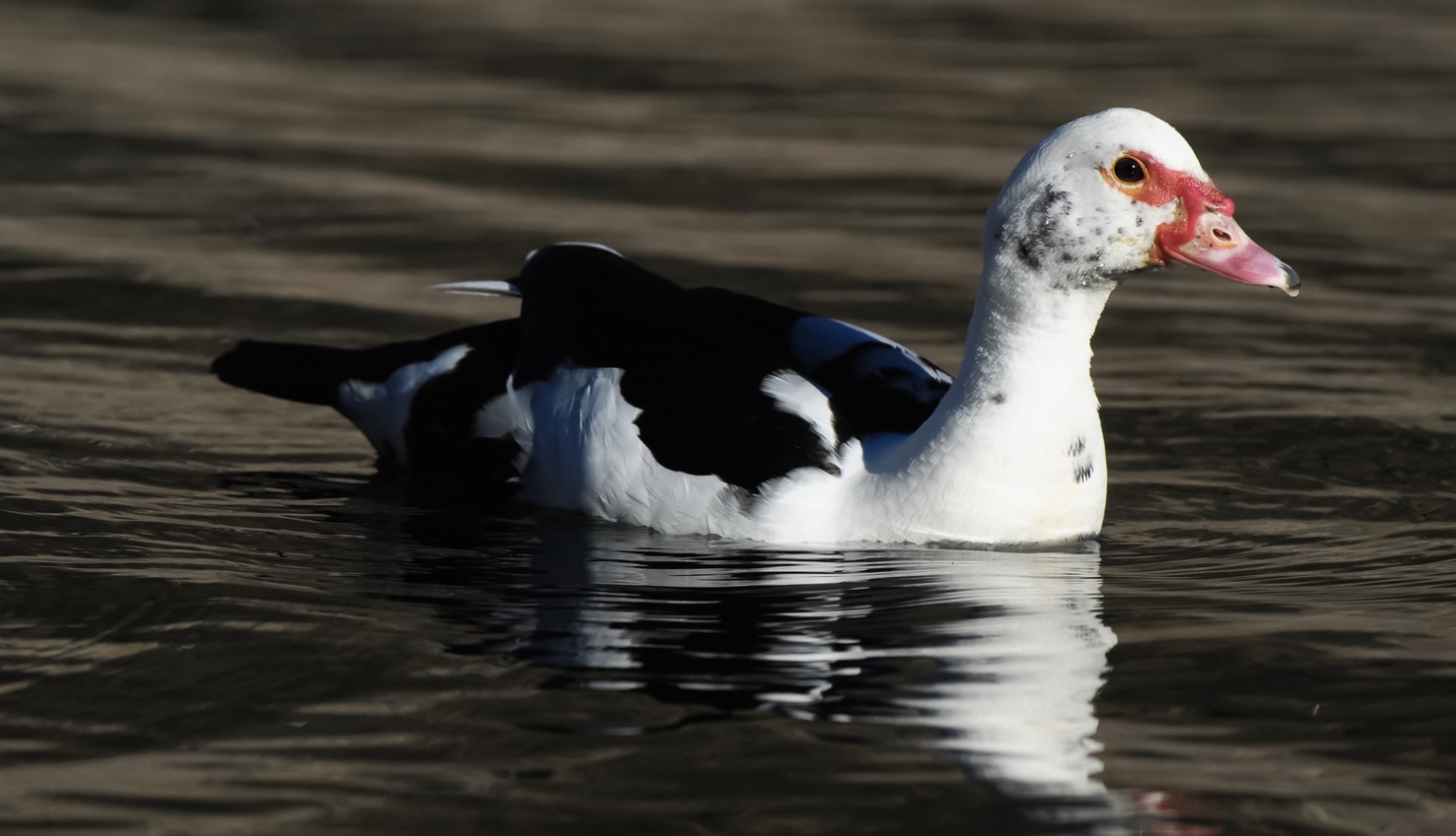Black Muscovy Ducks Delivery in Alabama