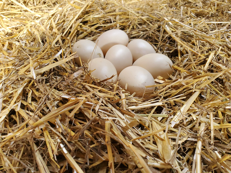 duck eggs in nest made in hay