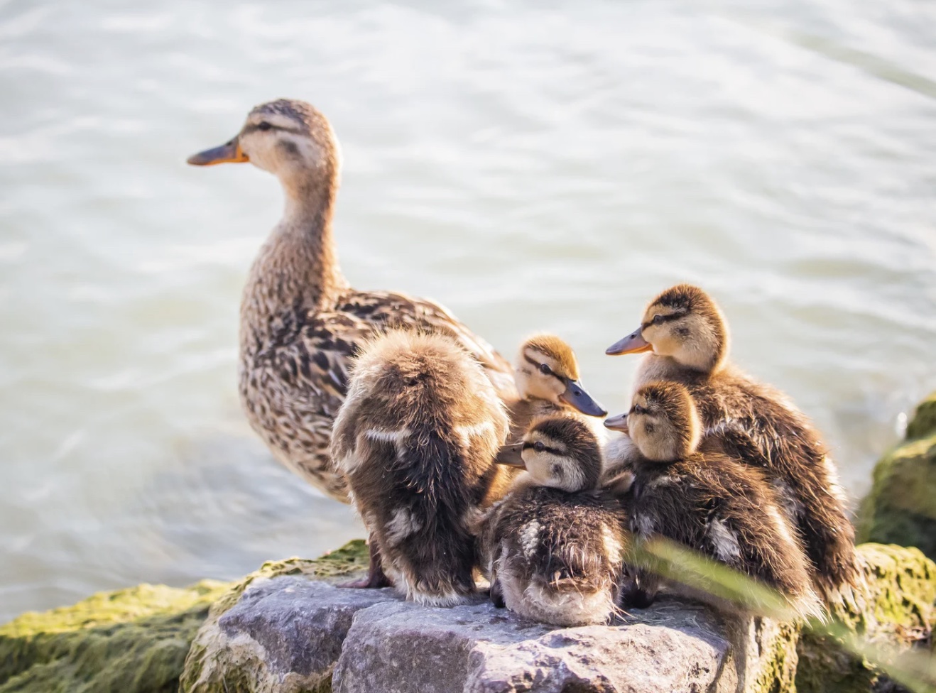 Duckling Delivery in Louisiana