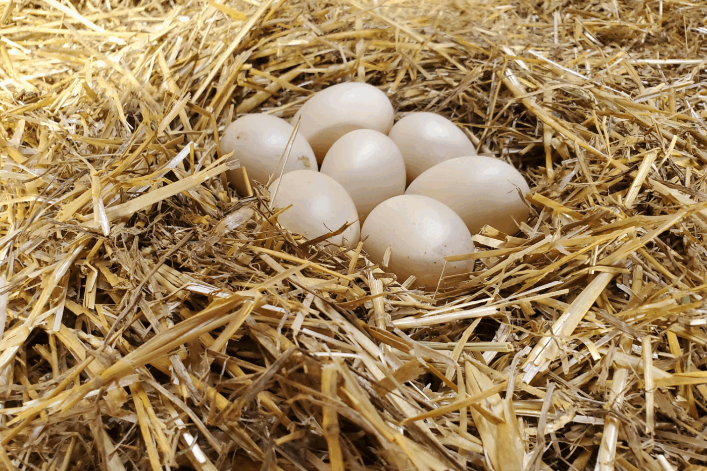 duckling eggs in nest with duckling egg tips on how to make money