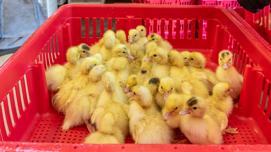 ducklings for sale in Arizona in red bin huddled together
