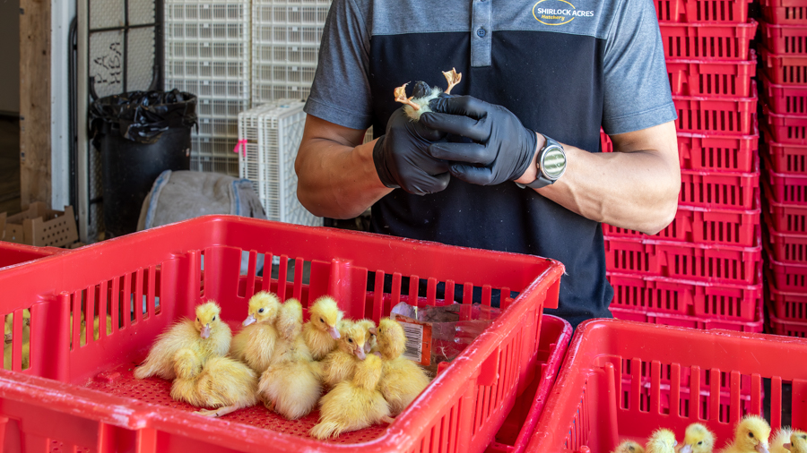 ducklings for sale in California being placed in red bin by Shirlock Acres employee